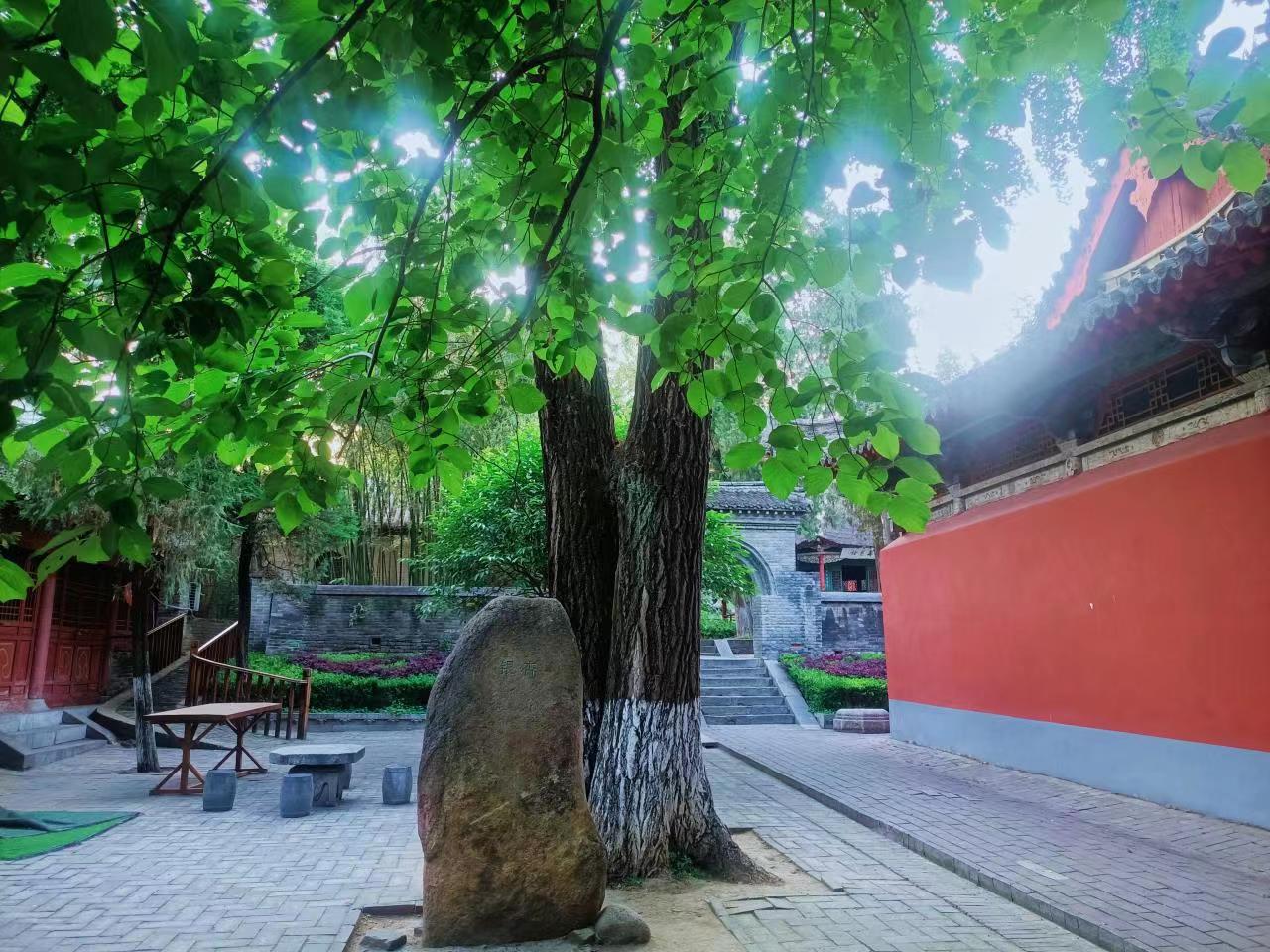 武侯祠内观物候|小满，万物渐丰